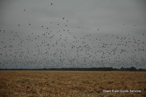 Dove Hunting in argentina