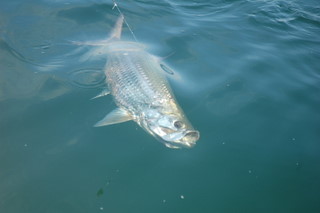 sailfish in costa rica