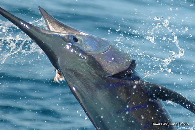 Sailfish