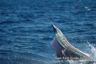 sailfish in Costa Rica