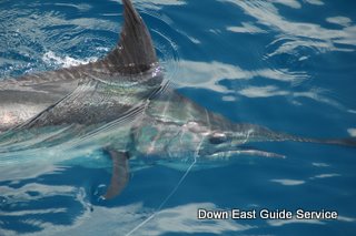 marlin in costa rica