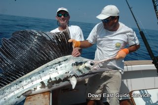 sailfish in costa rica