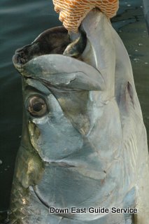 Tarpon in Pamlico Sound