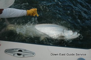 tarpon in costa rica